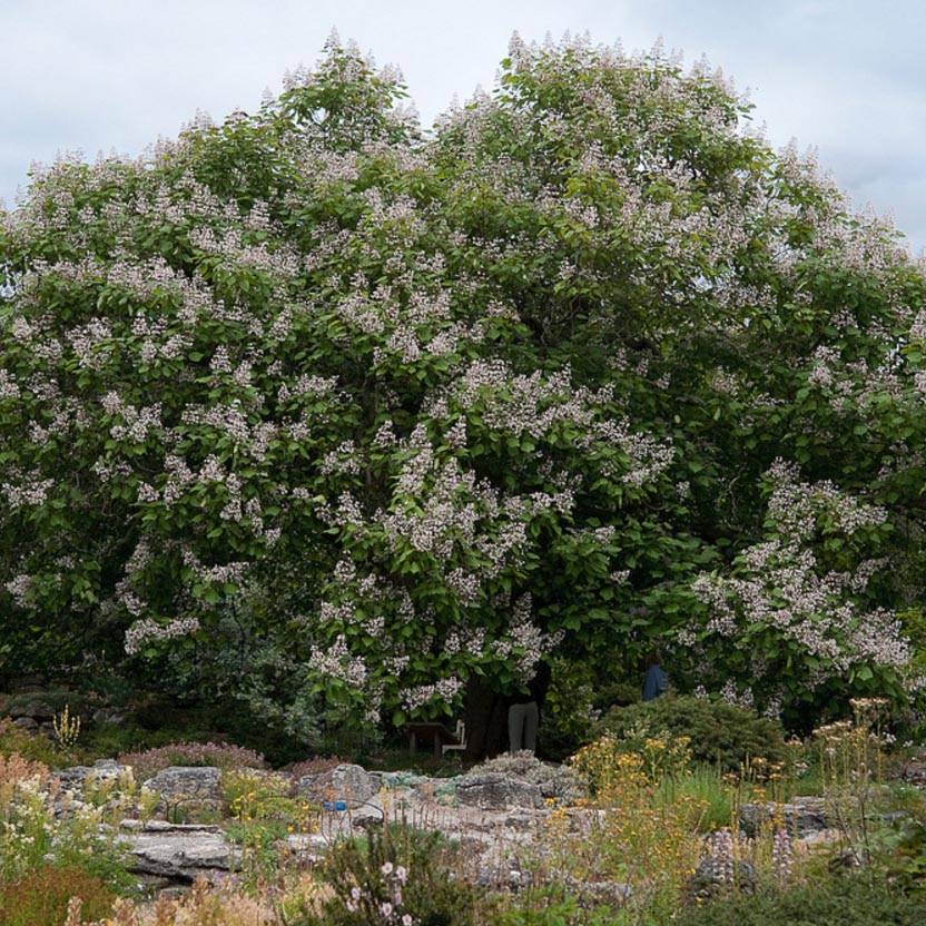 Promesse de Fleurs - Catalpa erubescens Purpurea - Catalpa pourpre Pot de 3L/4L