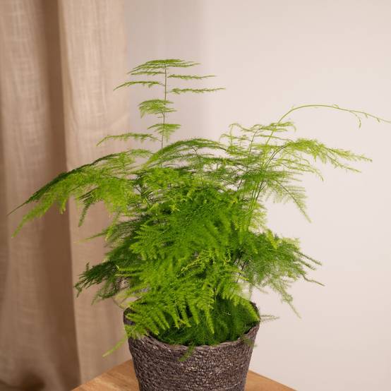 Asparagus Plumosus 35cm - Plante d'intérieur- La Green Touch - Image 4