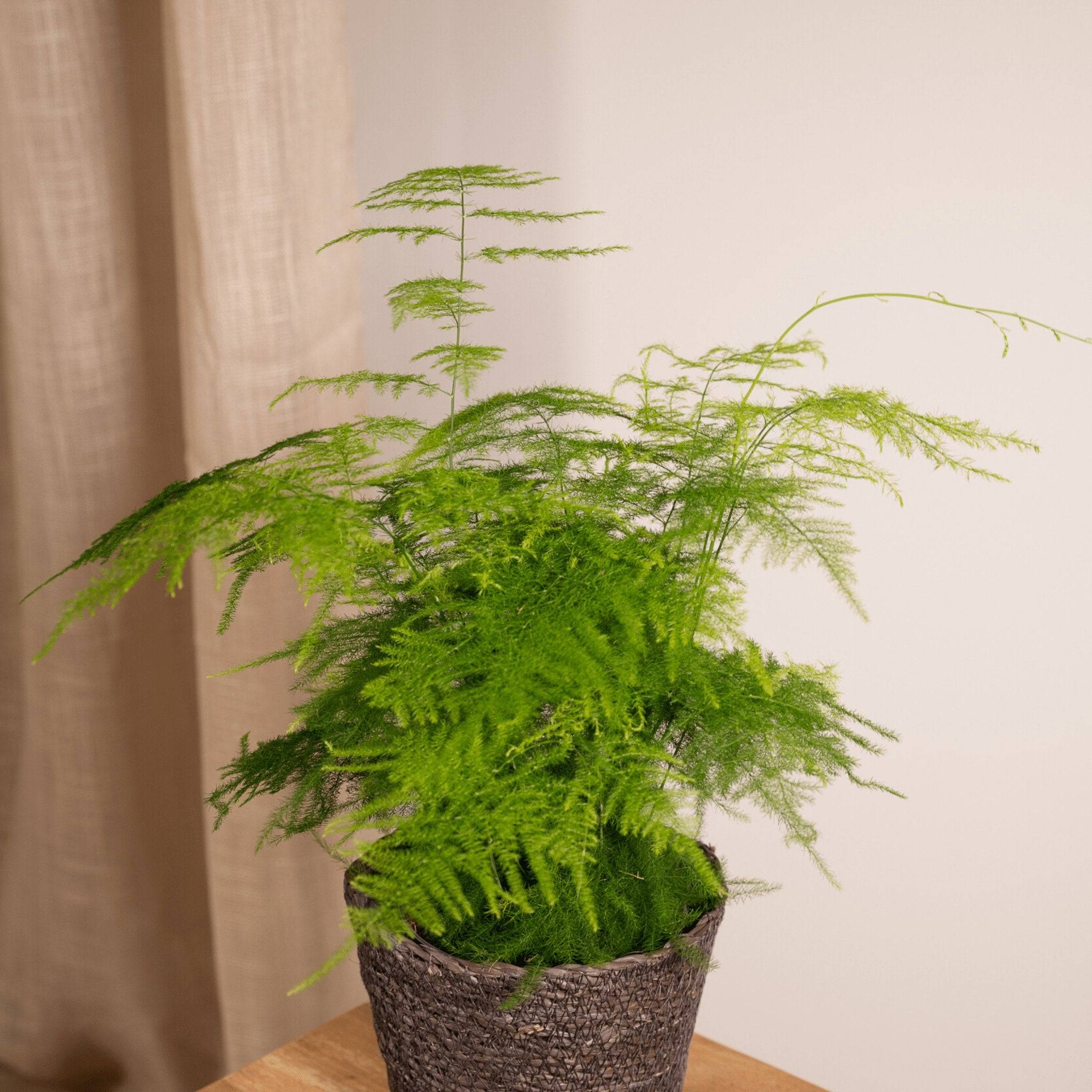 Asparagus Plumosus 35cm - Plante d'intérieur- La Green Touch - Image 4