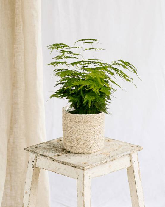 Asparagus Plumosus 35cm - Plante d'intérieur- La Green Touch - Image 3