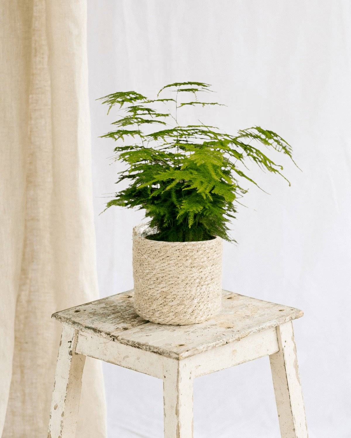 Asparagus Plumosus 35cm - Plante d'intérieur- La Green Touch - Image 3