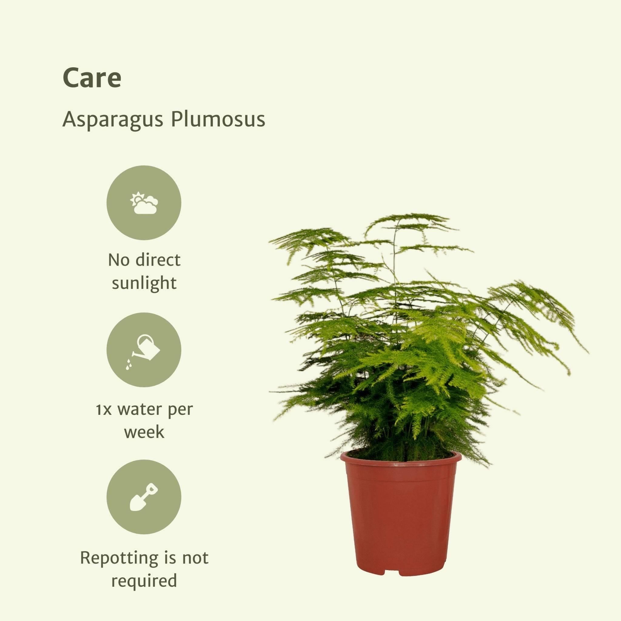 Asparagus Plumosus 35cm - Plante d'intérieur- La Green Touch - Image 7