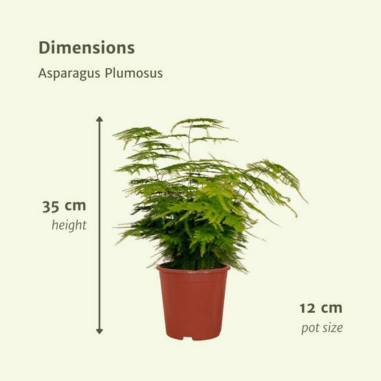 Asparagus Plumosus 35cm - Plante d'intérieur- La Green Touch - Image 6