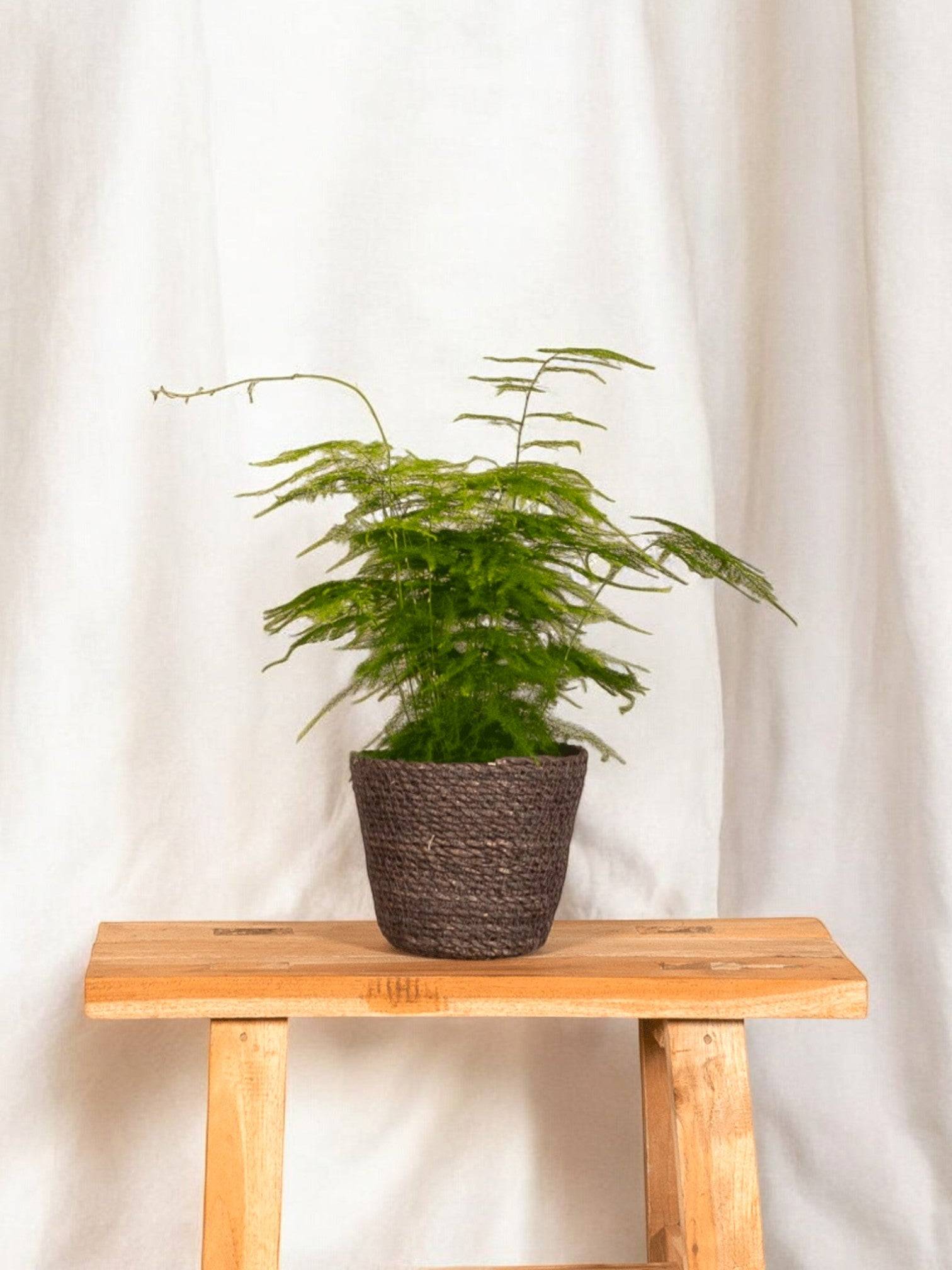 Asparagus Plumosus 35cm - Plante d'intérieur- La Green Touch - Image 2