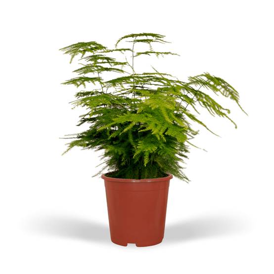 Asparagus Plumosus 35cm - Plante d'intérieur- La Green Touch - Image 1
