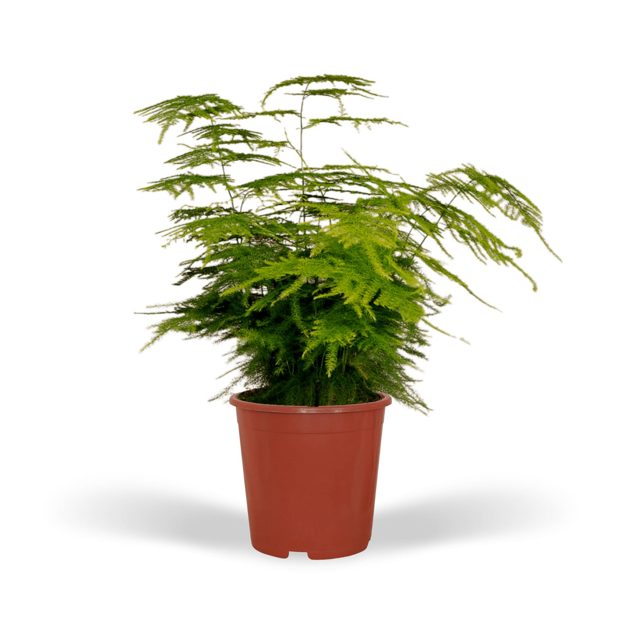 Asparagus Plumosus 35cm - Plante d'intérieur- La Green Touch - Image 1