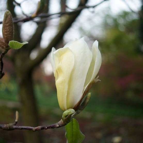 Magnolia Yellow Lantern Pot de 6L/7L - Image 1