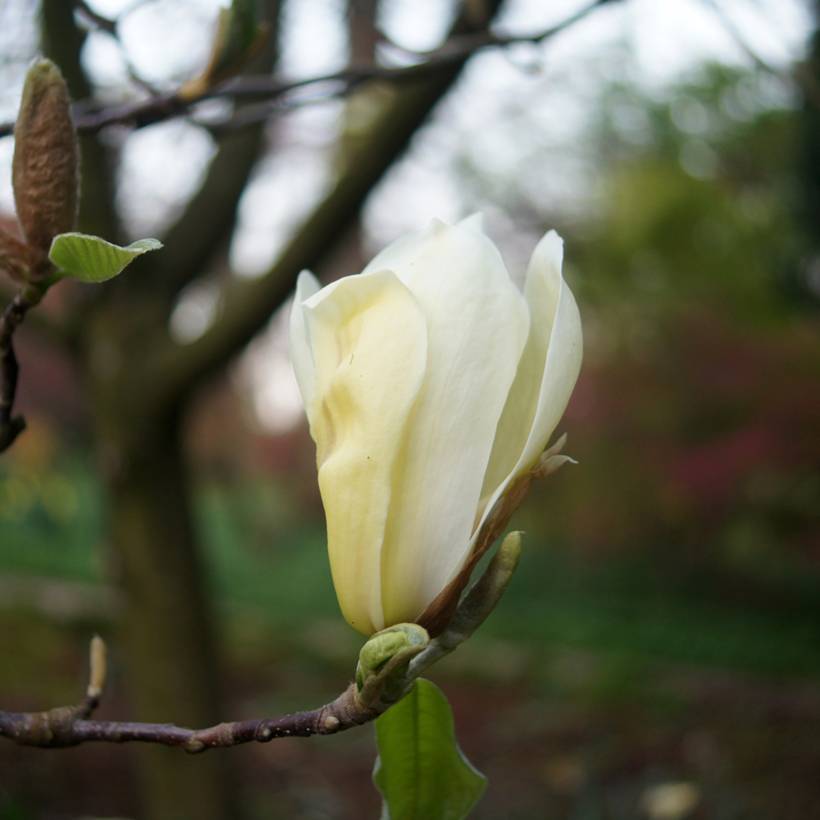 Magnolia Yellow Lantern Pot de 6L/7L - Image 1