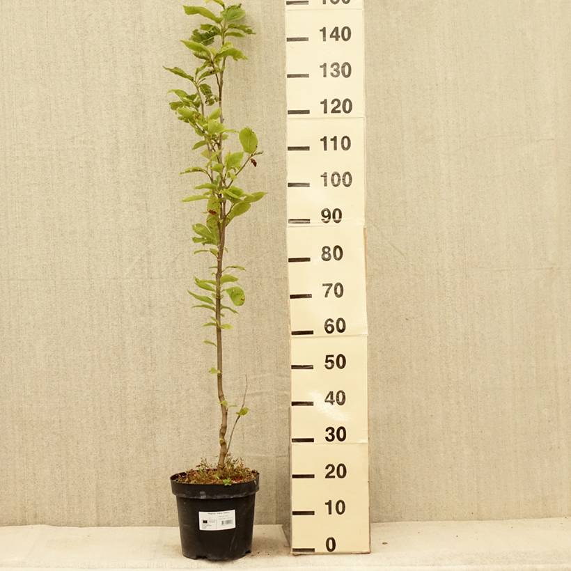 Magnolia Yellow Lantern Pot de 6L/7L - Image 2