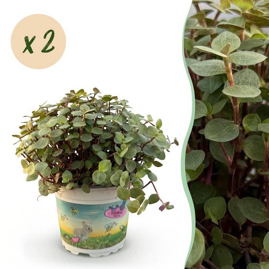 Herbe à chat - Callisia repens - lot de 2 - Ø12cm - ↕20cm - Plantes d’intérieur - Image 1