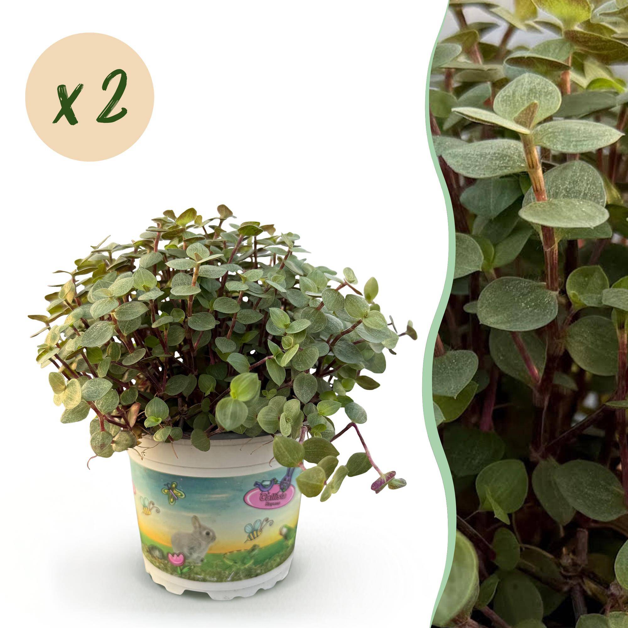 Herbe à chat - Callisia repens - lot de 2 - Ø12cm - ↕20cm - Plantes d’intérieur - Image 1