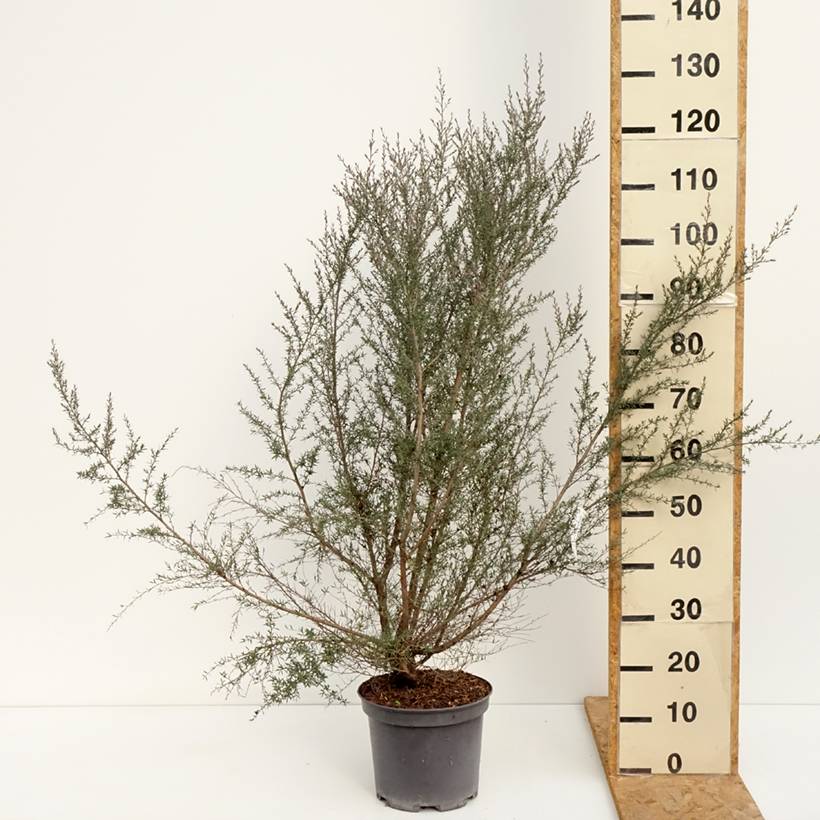 Leptospermum  scoparium Martini - Arbre à thé Pot de 7,5L/10L - Image 2