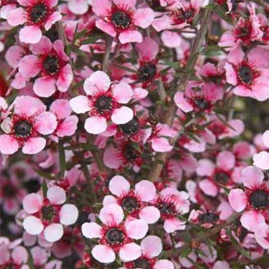 Leptospermum scoparium Martini - Arbre à thé Pot de 7,5L/10L - Image 1