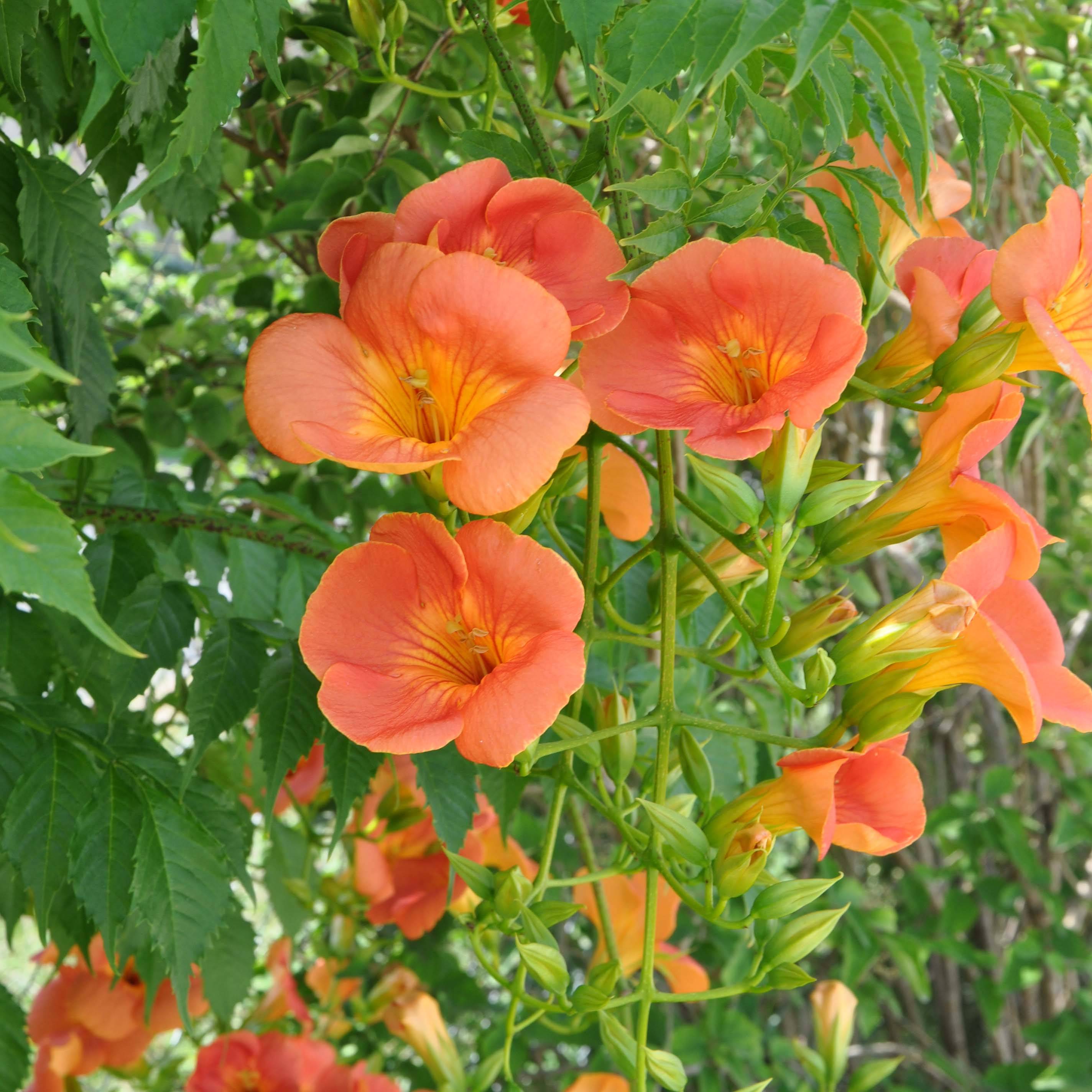 Promesse de Fleurs - Campsis grandiflora - Bignone à grandes fleurs Pot de 2L/3L