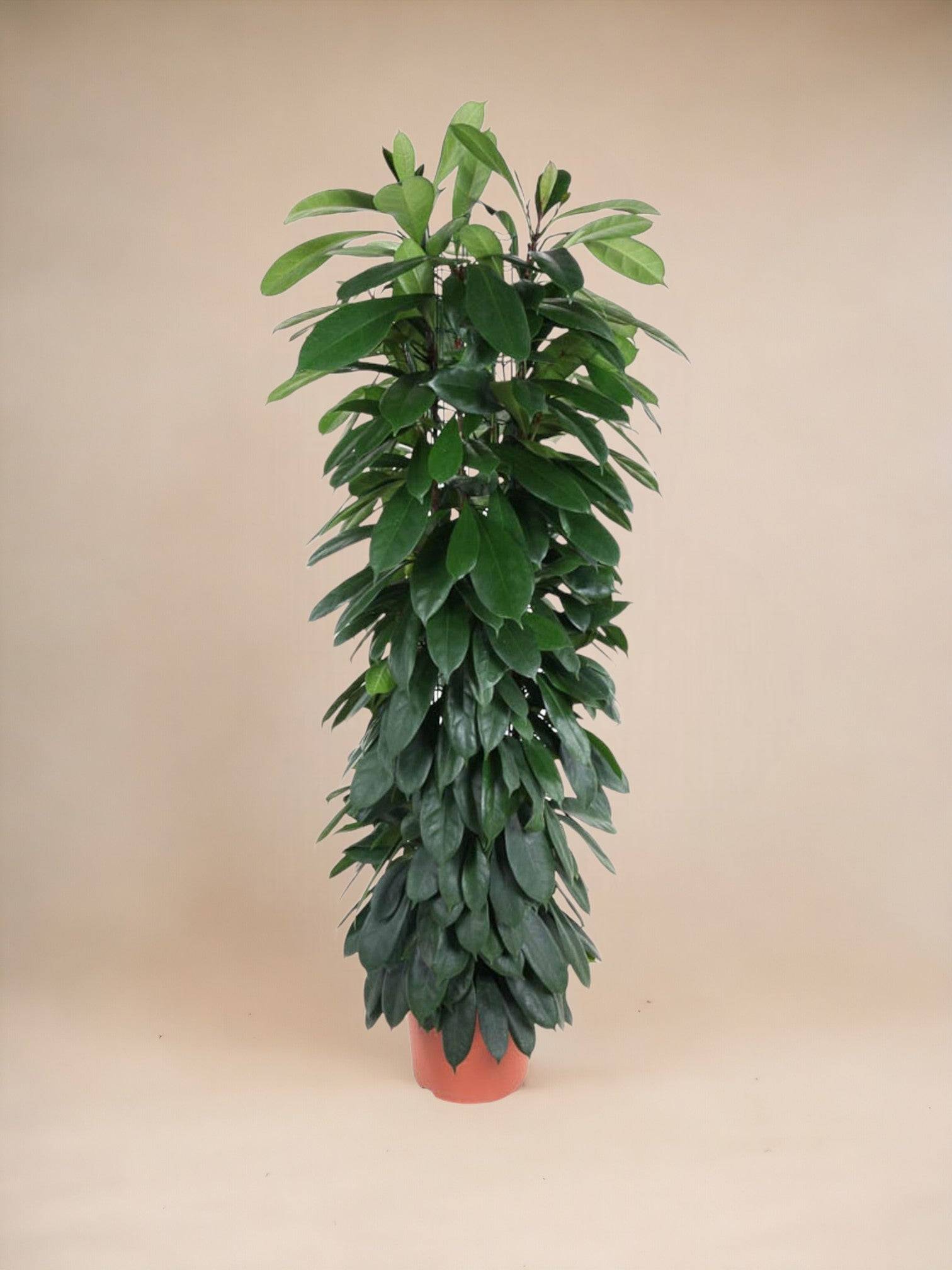 La Green Touch - Ficus Cyatistipula - 150 cm - ø29 150cm - Plante d'intérieur- La Green Touch - Imagen 3