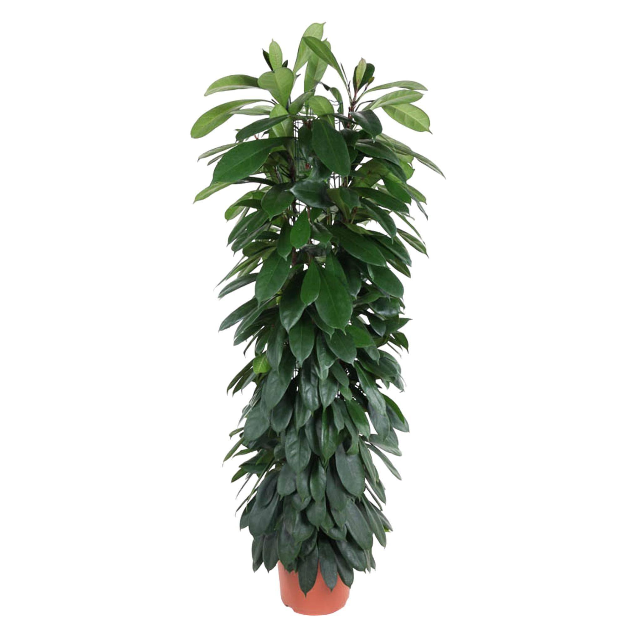 La Green Touch - Ficus Cyatistipula - 150 cm - ø29 150cm - Plante d'intérieur- La Green Touch - Imagen 1