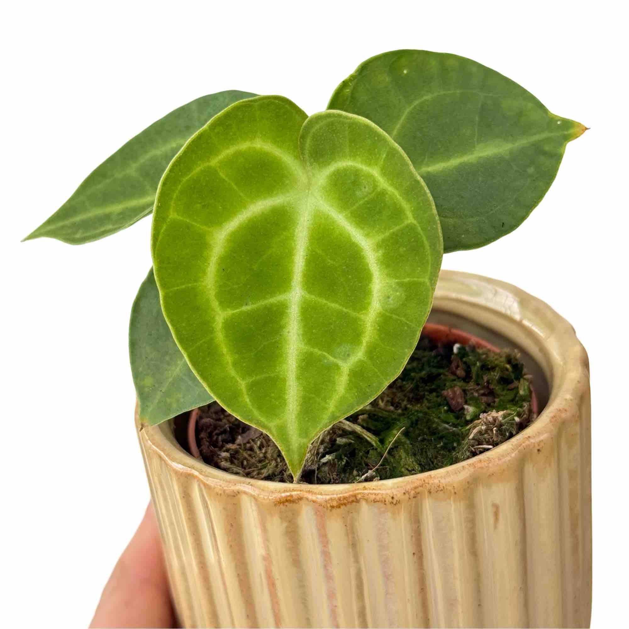 Anthurium 'King of Clarinervium Sulanjana' - Pot de 7cm - Plantes d'intérieur