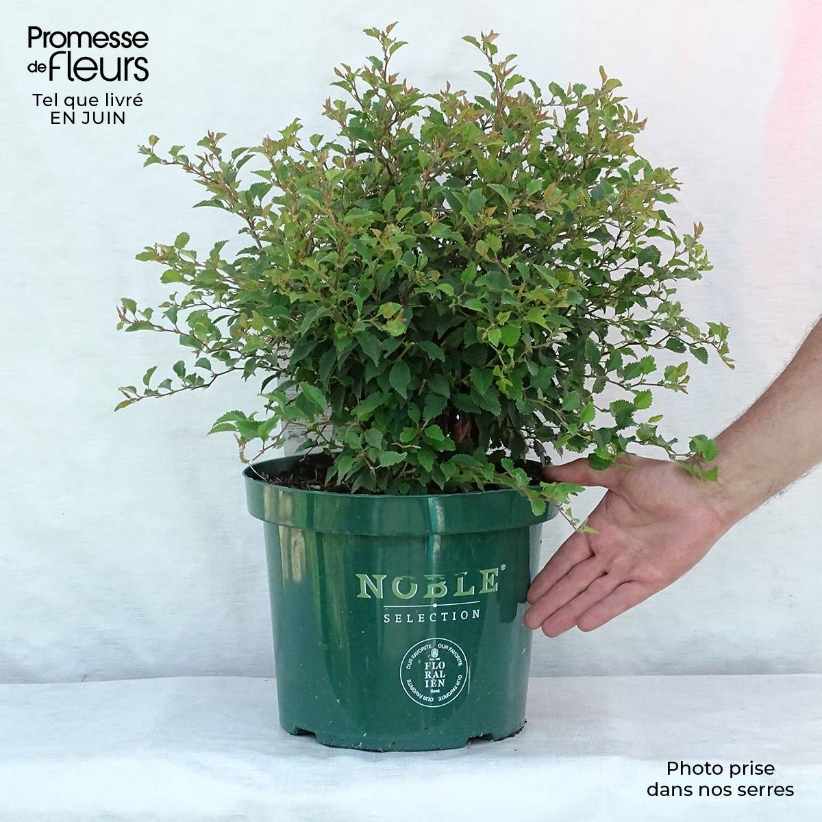 Promesse de Fleurs - Cerisier à fleurs nain du Japon - Prunus incisa Kojo no mai Pot de 7,5L/10L - Image 2