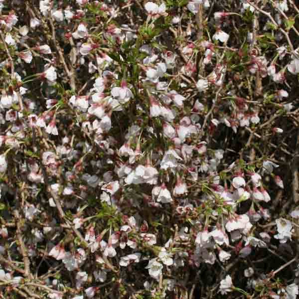 Promesse de Fleurs - Cerisier à fleurs nain du Japon - Prunus incisa Kojo no mai Pot de 7,5L/10L