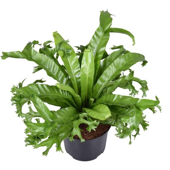Asplenium 'Crissie' 55cm - Plante d'intérieur- La Green Touch - Image 2