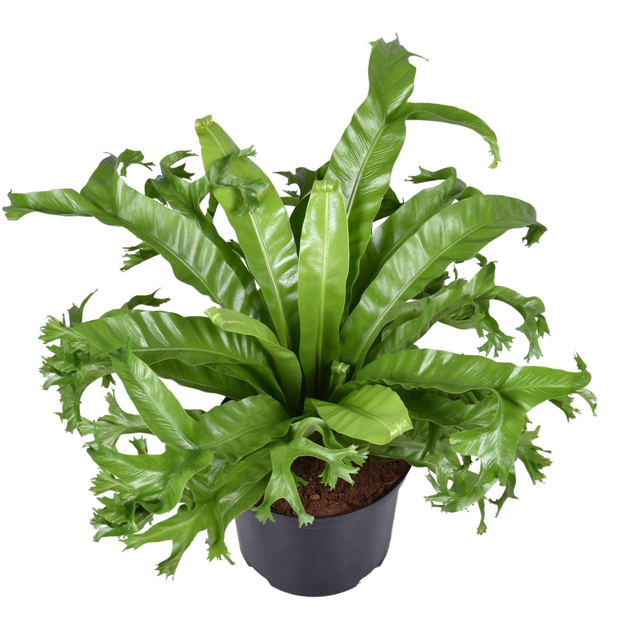 Asplenium 'Crissie' 55cm - Plante d'intérieur- La Green Touch - Image 1