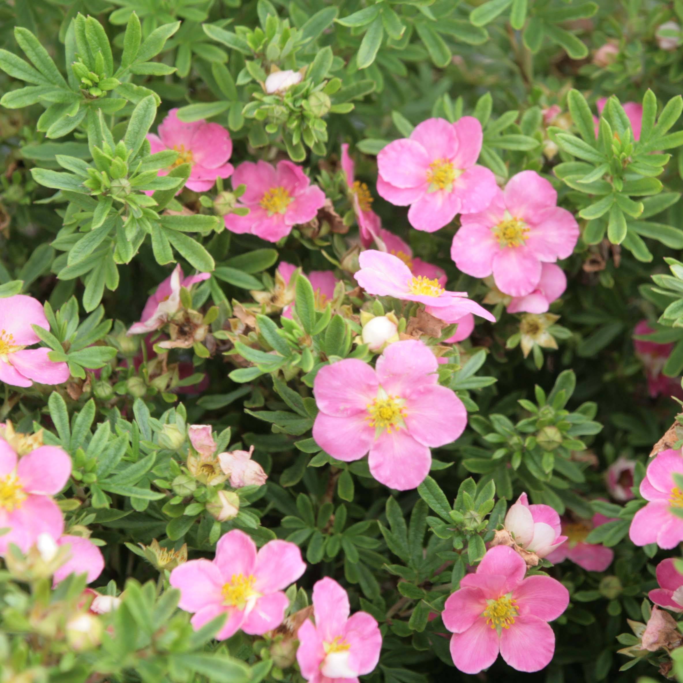 Potentilla fruticosa Lovely Pink- Potentille arbustive Pot de 1,5L/2L - Image 1