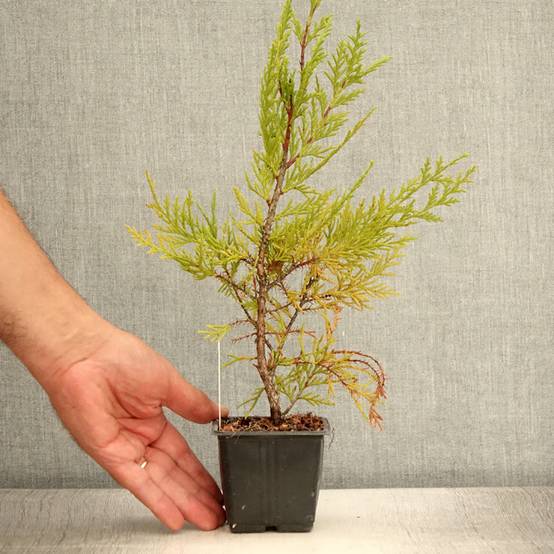 Promesse de Fleurs - Cupressocyparis x leylandii Oger - Cyprès de Leyland Godet de 8/9 cm - Image 2