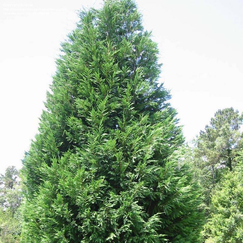 Cupressocyparis x leylandii Oger - Cyprès de Leyland Godet de 8/9 cm
