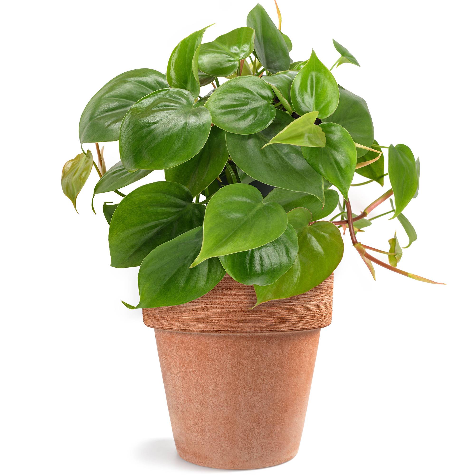 Gardenersdream - Philodendron Scandens | Plante Grimpante Avec Pot Suspendu (15 Cm) - GardenersDream - Imagen 1
