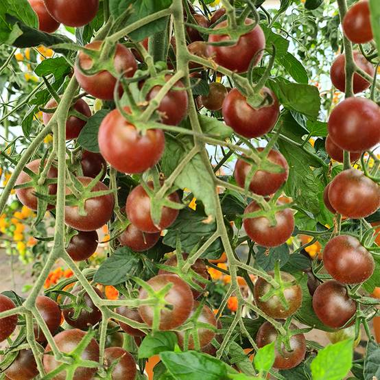 Plant de tomate cerise Black Cherry pot de 0,5 litre - Image 1