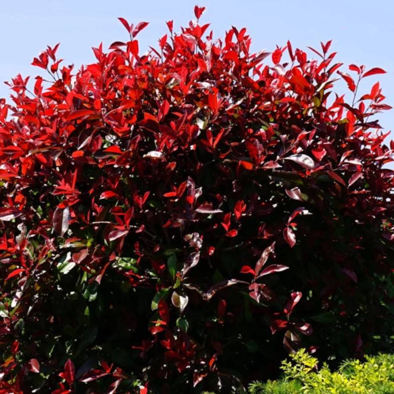 Photinia Red Robin à fleurs Blanche/ - feuillage Persistant - Pot de 15L - 120/150 cm