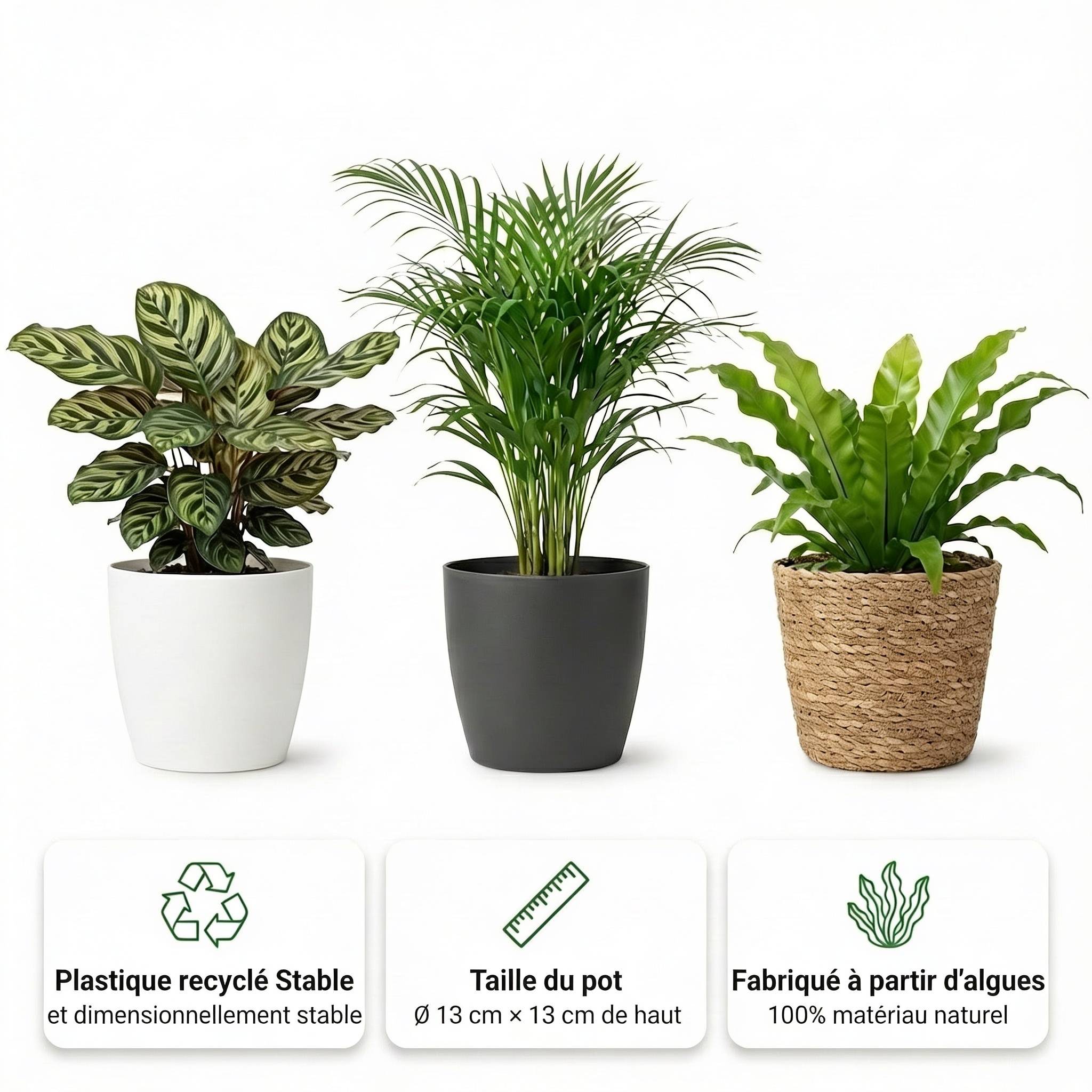 0 - Plantes Purificatrices 6 pièces - Pot Blanc en Plastique - Ø12 cm - Image 3