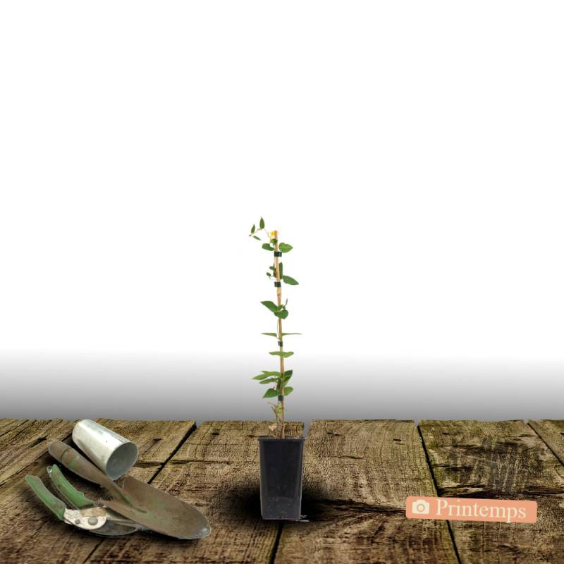 Clématite florida Kokonoe® à fleurs Bleue/ - feuillage Caduc - Pot de 1,5L - Tuteur bambou 30/60 cm - Imagen 6