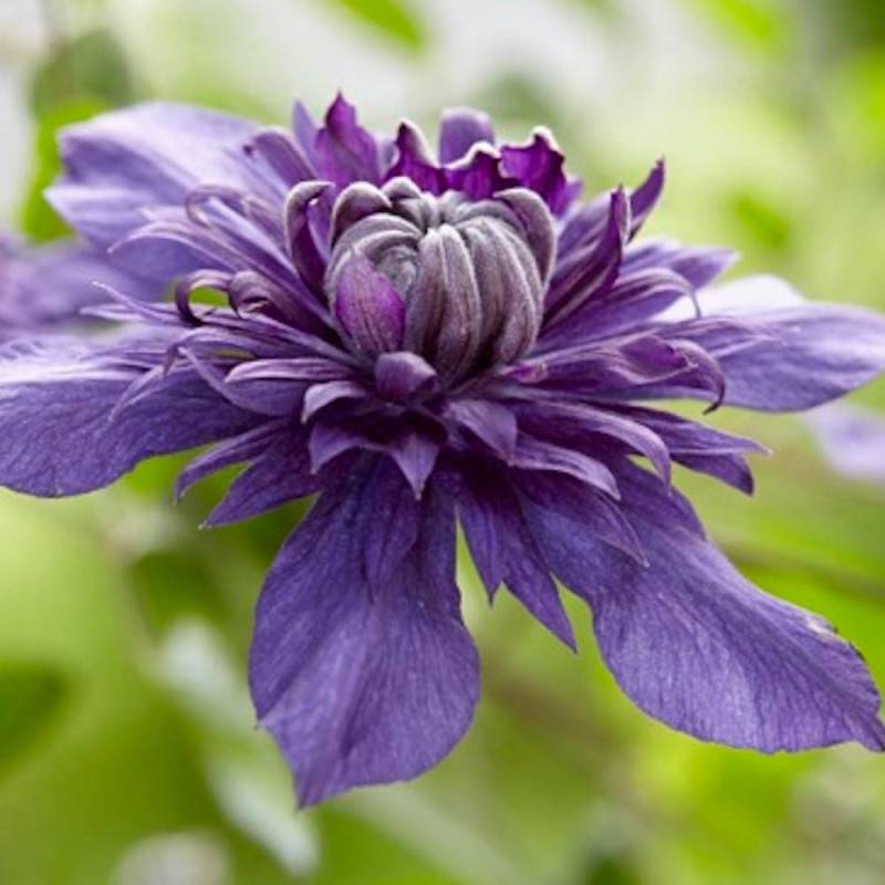 Clématite florida Kokonoe® à fleurs Bleue - feuillage Caduc - Pot de 1,5L - Tuteur bambou 30/60 cm-  hauteur à maturité De 1,50 m à 2,00 m - Imagen 2