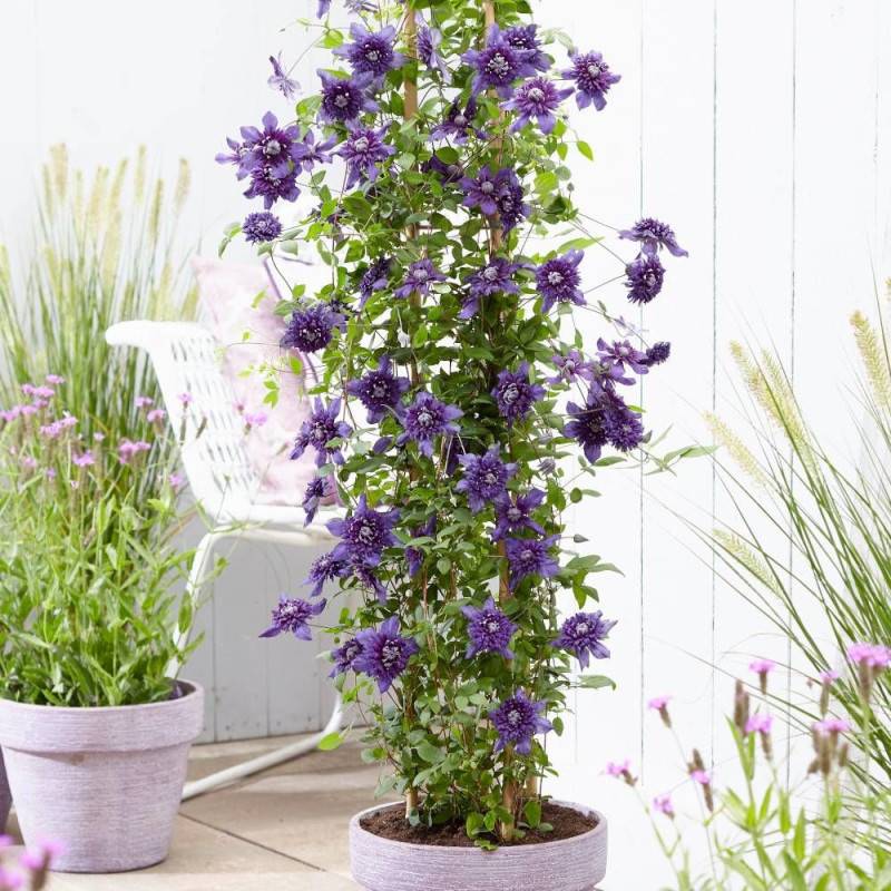 Clématite florida Kokonoe® à fleurs Bleue/ - feuillage Caduc - Pot de 1,5L - Tuteur bambou 30/60 cm - Imagen 2