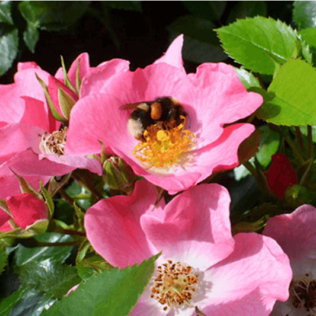 Rosier à fleurs groupées Mel Bee Pot de 3L/4L