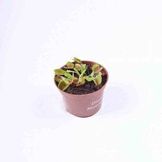 Sans Marque - Dionée muscipula (Dionée, Attrape-mouches de Vénus) Taille:Pot de 0,7 litre