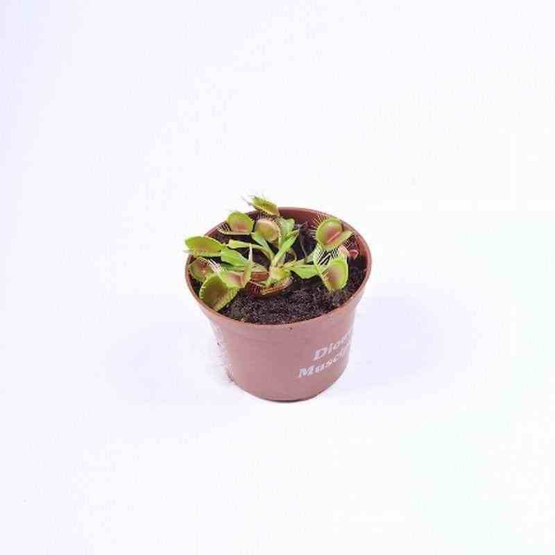 Sans Marque - Dionée muscipula (Dionée, Attrape-mouches de Vénus) Taille:Pot de 0,7 litre - Image 1
