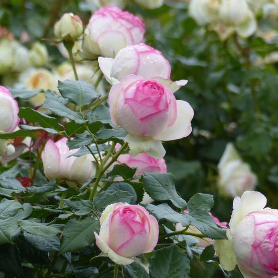 Rosier grimpant Pierre de Ronsard Pot de 4L/5L