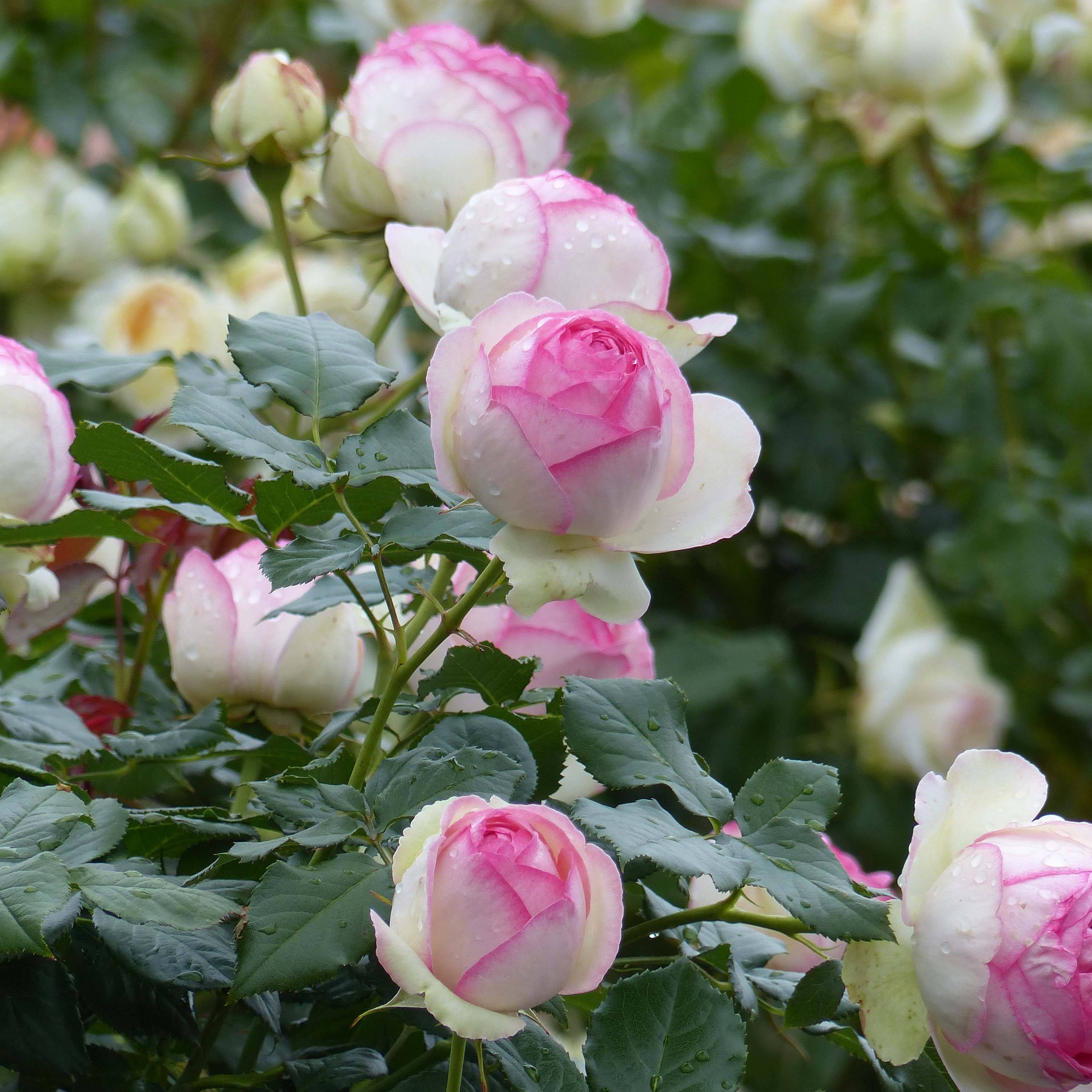 Rosier grimpant Pierre de Ronsard Pot de 4L/5L