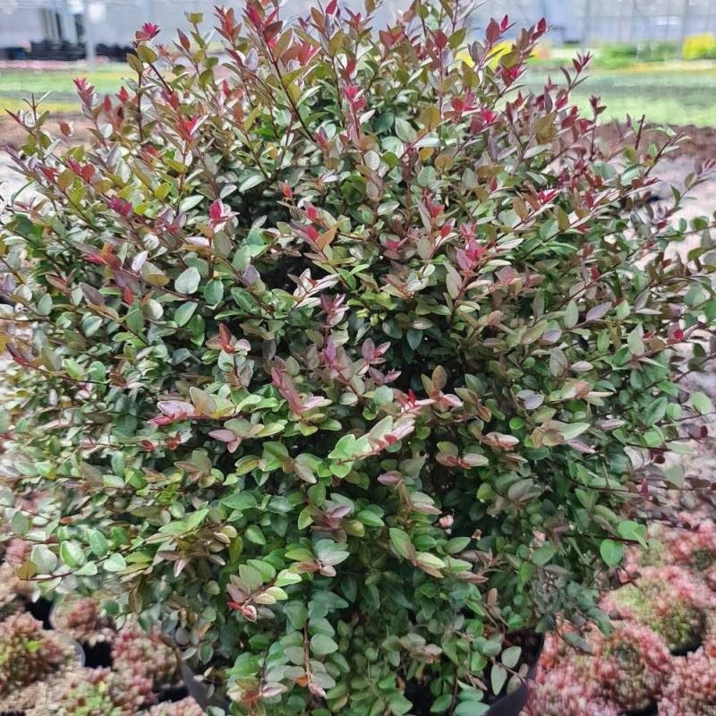 Chèvrefeuille arbustif Garden Clouds® Purprle Storm 'GRLN02', Lonicera - Pot de 1,5L - 10/20 cm