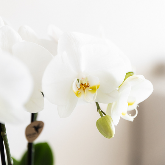 La Green Touch - Composition orchidée blanche Amabilis et plantes vertes - Image 3