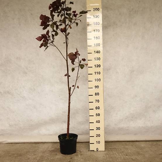 Promesse de Fleurs - Peuplier pourpre - Populus deltoides Purple Tower Pot de 4L/5L - Image 2