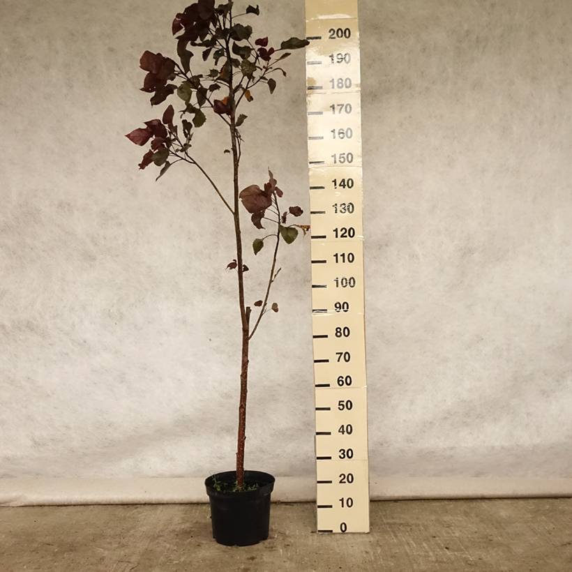 Promesse de Fleurs - Peuplier pourpre - Populus deltoides Purple Tower Pot de 4L/5L - Image 2