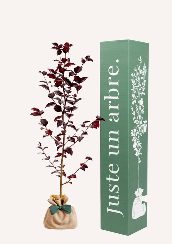 JUSTE UN ARBRE. – Hêtre pourpre | Idée cadeau pour naissance, mariage, anniversaire – Arbre ornemental pour parcs et grands jardins. - Image 1