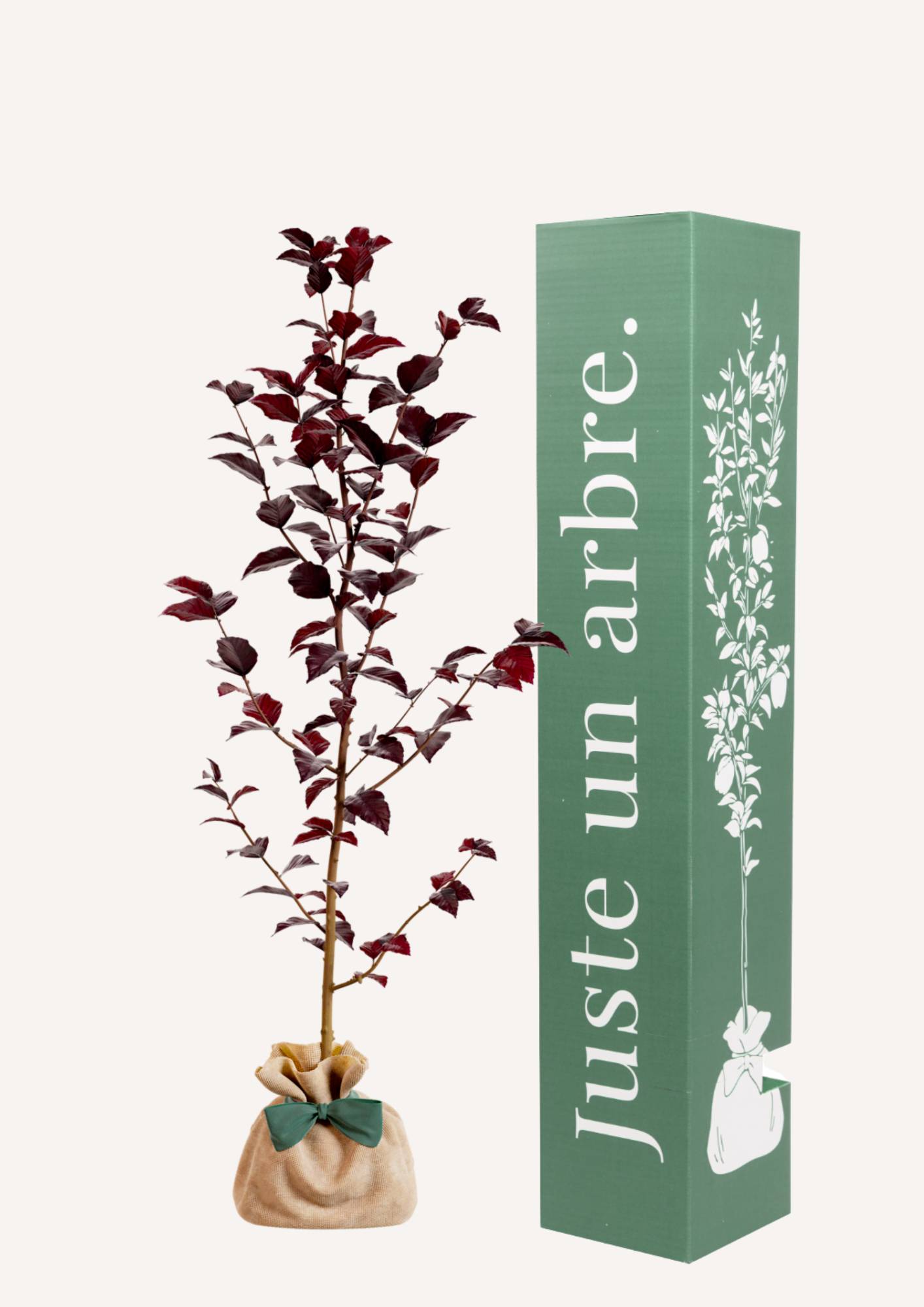 JUSTE UN ARBRE. – Hêtre pourpre | Idée cadeau pour naissance, mariage, anniversaire – Arbre ornemental pour parcs et grands jardins.