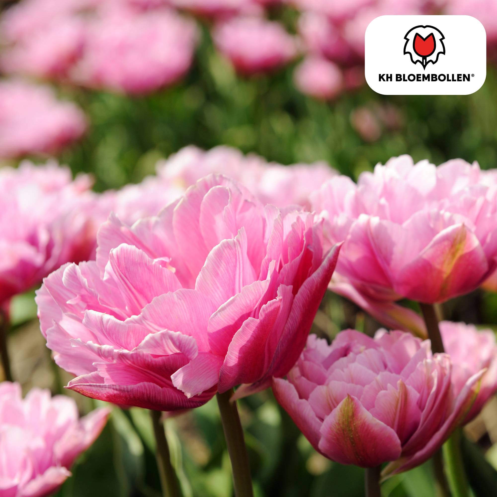 La Green Touch - Tulipe double Columbus - 20 bulbes - Image 1