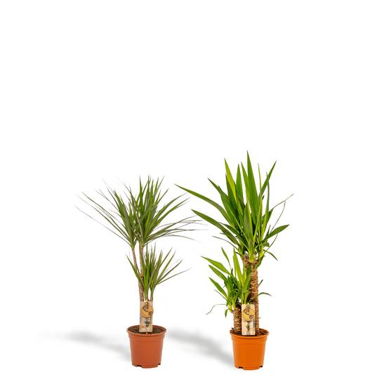 Yucca, Dracaena, duo de plantes h90cm 90cm - Plante d'intérieur- La Green Touch - Image 1
