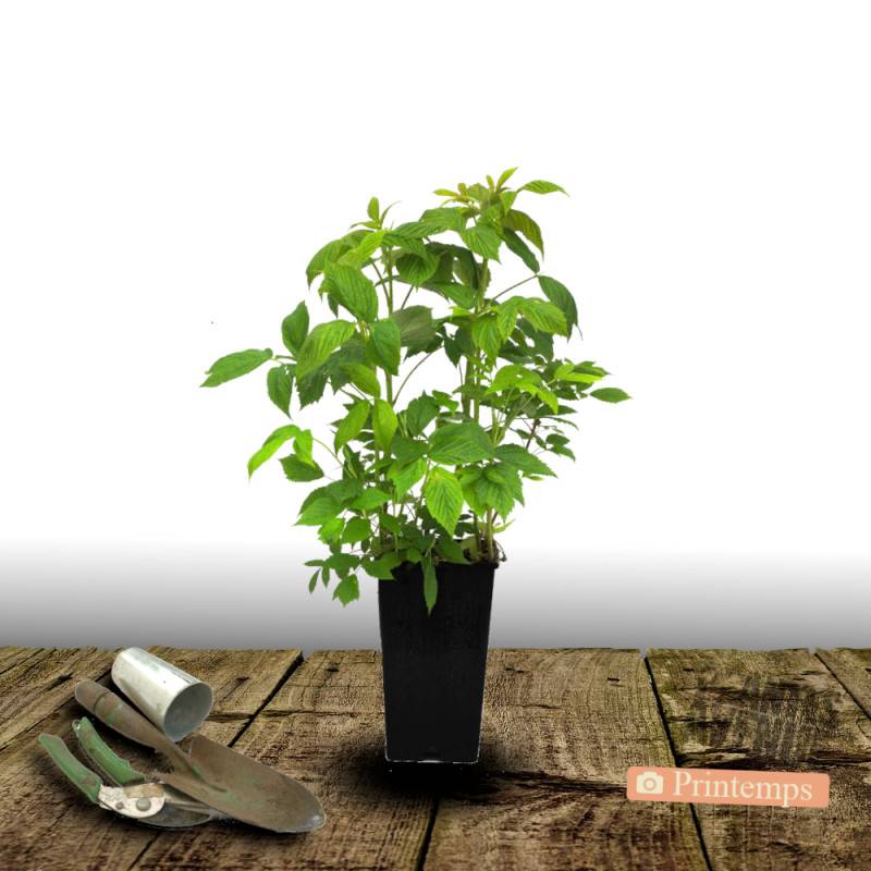 Framboisier Aroma Queen® 'Aromquee' - Moyen rendement - Pot de 2L - 30/60 cm - De 1,00 m à 1,50 m - Imagen 4
