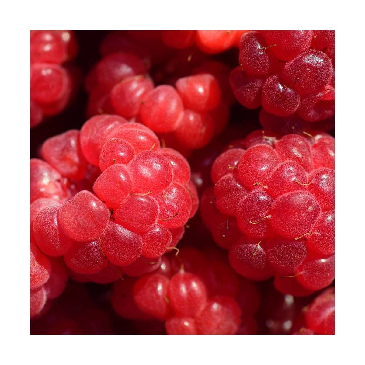 Framboisier Aroma Queen® 'Aromquee' - Moyen rendement - Pot de 2L - 30/60 cm - De 1,00 m à 1,50 m - Imagen 8
